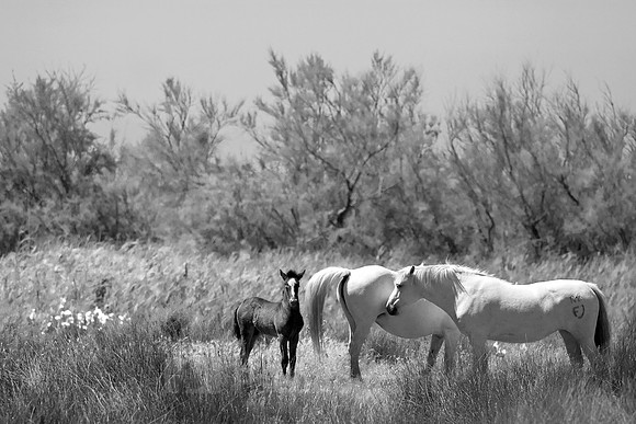 Camargue-Pferde