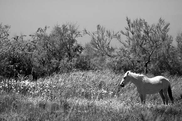 Camargue-Pferd