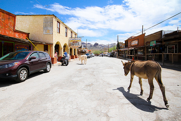 Oatman, AZ