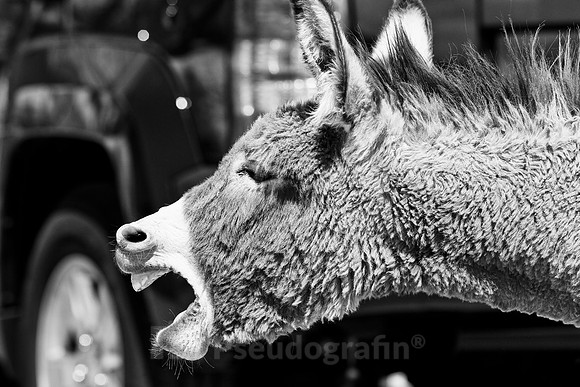 Oatman, AZ