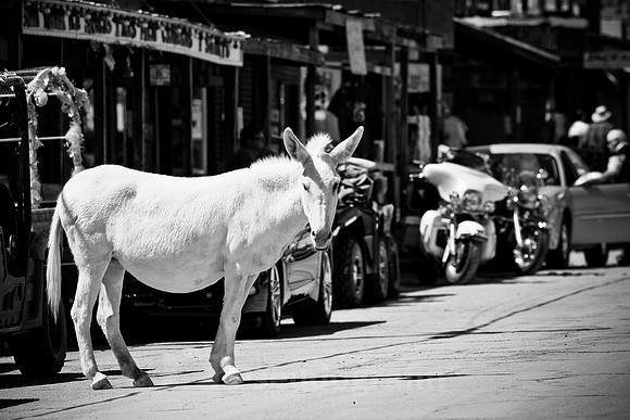 Oatman, AZ