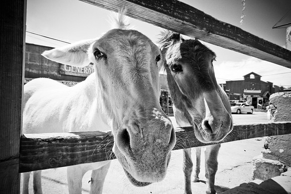 Oatman, AZ