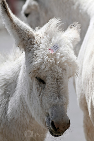 Oatman, AZ
