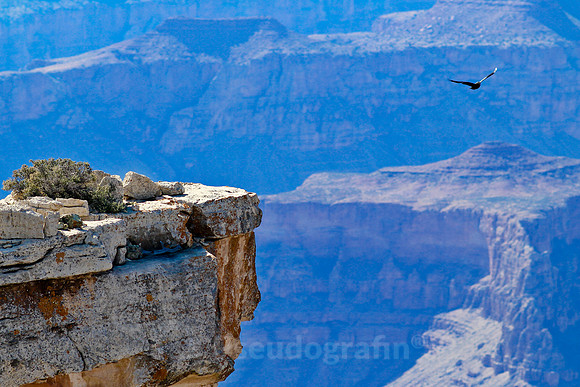 Grand Canyon, AZ