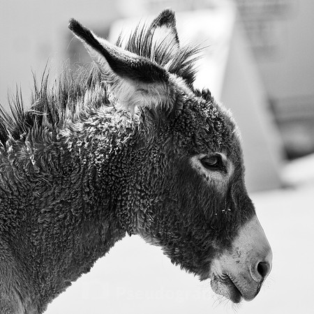 Oatman, AZ