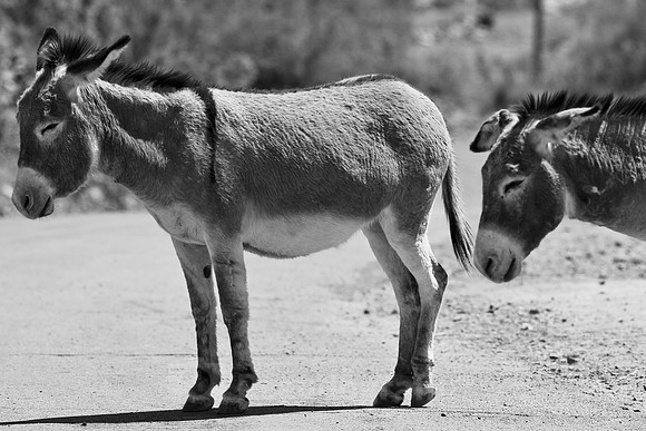 Oatman, AZ
