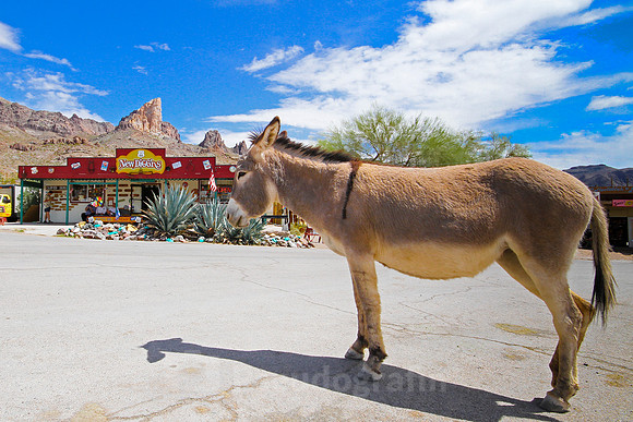 Oatman, AZ