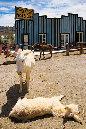 Oatman, AZ