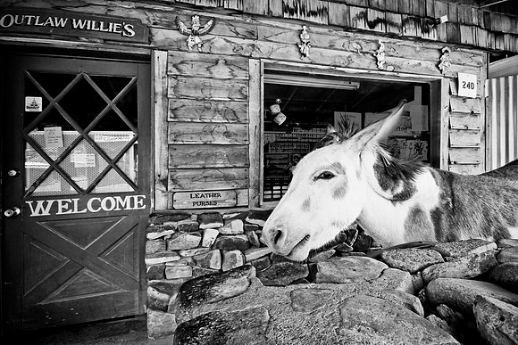 Oatman, AZ