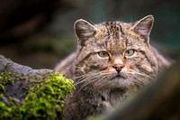 Wildkatzendorf Hütscheroda
