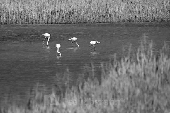 Camargue-Flamingos
