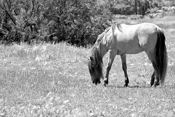 Camargue-Pferd